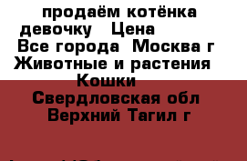 продаём котёнка девочку › Цена ­ 6 500 - Все города, Москва г. Животные и растения » Кошки   . Свердловская обл.,Верхний Тагил г.